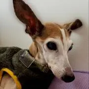 だいこん