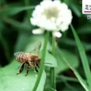 クラフトBee♾️の画像