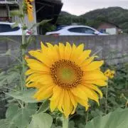 JIJIの画像