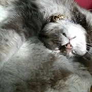 miyaaの画像