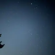 ソウの画像