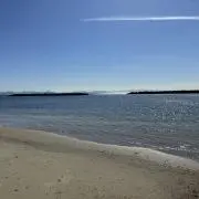とかげの画像