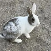 ゼラニウムの画像