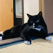 Ｙげ