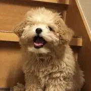 かーみんの画像