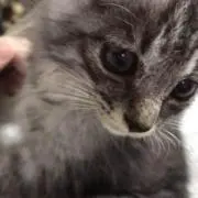 ままちゃん