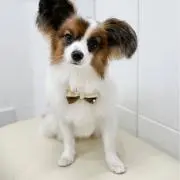 ありんこ
