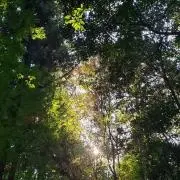 kobaの画像