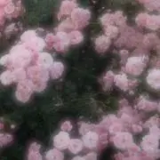 さくらの画像