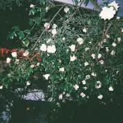 bの画像