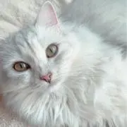 sinの画像