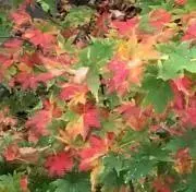 れぇずんくっきい^_−☆