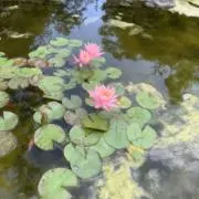 やまのぼりまん
