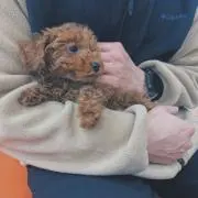 くろねこ