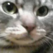 ランにゃん