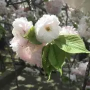 ゆう ★プロフ必読みして下さいの画像