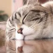 みゃーこ⭐︎ねこしまの画像