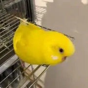 ほーきの画像