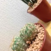 真夏