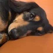ちゃんらー