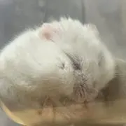 おみつの画像