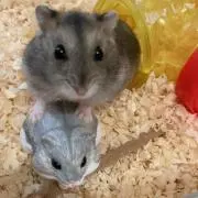 はむ