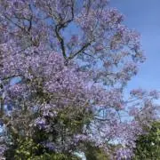 アルルの画像
