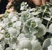 botanicalの画像