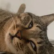 猫神の画像