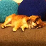 ぷっちゃんの画像