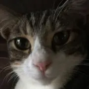 たにの画像