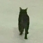 かぎしっぽねこ☆プロフご確認くださいの画像