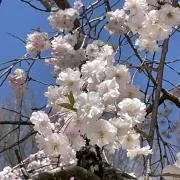 フルールの画像