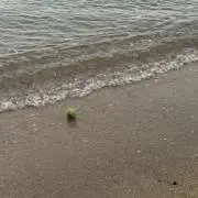 やまとの画像