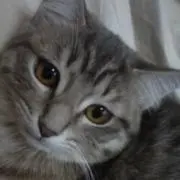 ANJI