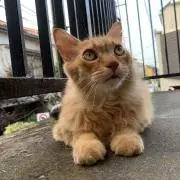 つく