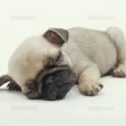 クチナシ