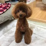 ミミ