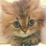 LIONCATの画像