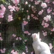 れあの画像
