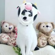 HANA