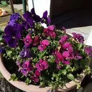 ピーなお