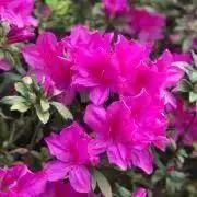 ラム★平日発送꙳★*゜