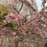 びすけっとの画像