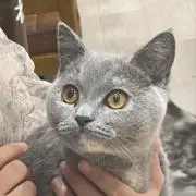 カノの画像