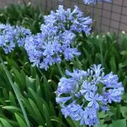 アガパンサスの画像