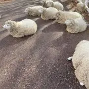 ふぁーむの画像