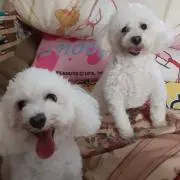 サトミ