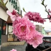 えこたんたんの画像