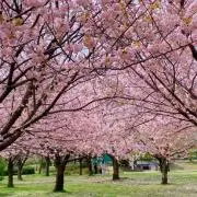 sakura